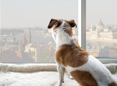 Yüz maskesi takan köpek karantina sırasında evde kalıyor ve Budapeşte hungary parlamento binasının güzel şehir manzarasına bakıyor. Arkadan bak. Sosyal mesafenizi koruyun. melankoli