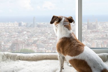 Barselona İspanya 'da karantina zamanı. Köpek şehir manzaralı pencereye bakıyor. Sosyal izole edilmiş evcil hayvan pencere eşiğinde oturuyor. Köpek koruyucu yüz maskesi takıyor. Arkadan bak. Evde kal. 