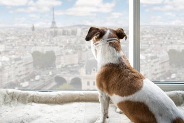 Sosyal izole edilmiş uzak bir köpek pencere kenarında oturuyor ve Paris Fransa 'nın şehir manzarasına bakıyor. Köpek koruyucu yüz maskesi takıyor. Arkadan bak. Evde kal konsepti. Sıkıcı ev özlemi sosyalleşme