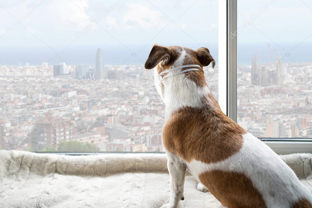 quarantine time in Barcelona Spain. Dog is looking to the window with city view. social isolated distancing pet is sitting on the windowsill. Dog wearing protective face mask. back view. Stay home 