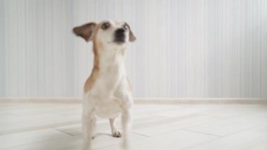 Seksice dans eden, çıplak ayaklı, küçük köpek sahibi kadınla dans ederken çok kısa, gri bir etek. Evde spor kardiyolojisi. Evdeki sevimli evcil hayvanlarla karantinaya alınmış. Eğleniyorum..  