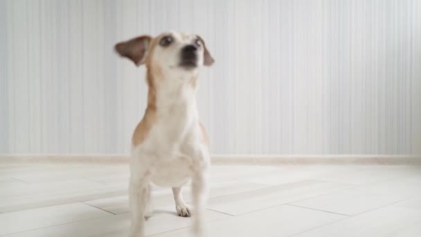 Adorable Small Dog Dancing Owner Woman Sexy Dancing Naked Barefoot — Stock Video