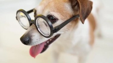 Sevimli akıllı köpek Jack Russell Terrier takan büyük komik gözlükler. Saha portresinin yüzeysel derinliği. Mutlu duygular gülümseyen hayvan. Video görüntüleri. Doğal gün ışığı. Şirin surat.