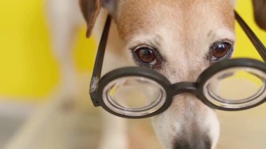 Gözlüklü koca gözlü köpek. Saha görüntülerinin derinliğini daraltın. Sarı arka plan. Evcil Jack Russell Terrier. Köpek üzgün ve meraklı görünüyor, şüpheliler. Vision temalı video görüntüleri