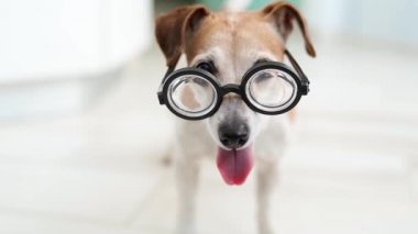 Gözlüklü sevimli köpek. Mutlu kuyruk. Oyunun neşeli havasını bekliyorum. Mutlu gülümseyen köpek. Kalın bir alan derinliği. Video görüntüleri