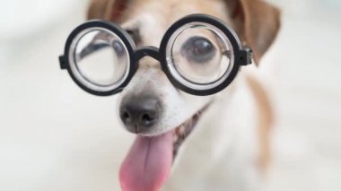 Gözlüklü inek köpek. Komik köpek yavrusu alan portresinin yüzeysel derinliği. Beyaz arka plan. Gülümseyen sevimli hayvan suratı. Video görüntüleri. Göz sağlığı teması. Okuyan akıllı köpek Jack Russell Terrier. 