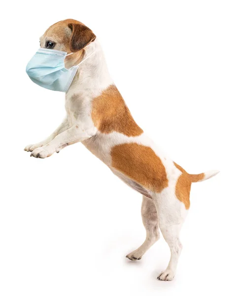 Kleine Hond Dierenarts Jack Russell Terrier Gezichtsmasker Preventieve Individuele Ademhalingsbescherming — Stockfoto