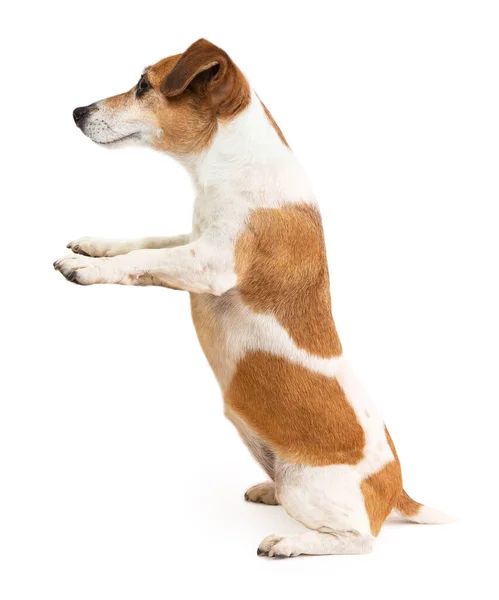 Cão Segurando Cartaz Bandeira Cópia Fundo Branco Espaço Vazio Adorável — Fotografia de Stock