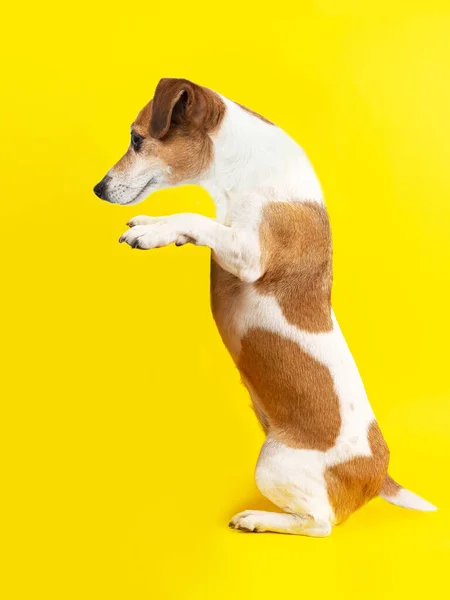 Cane Che Tiene Prodotto Modello Poster Pubblicitario Fondo Giallo Felice — Foto Stock