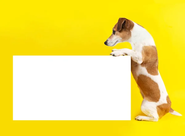 Adorable Perro Jack Russell Terrier Mirando Lado Sosteniendo Fondo Amarillo — Foto de Stock