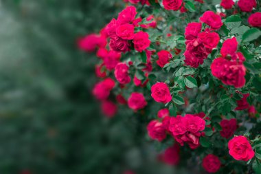 Bahçede güzel güller, Sevgililer Günü için güller.