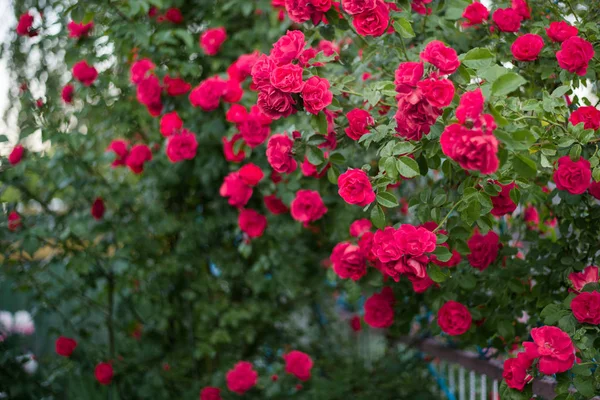 Beautiful roses in garden, roses for Valentine Day.