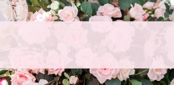 Mooie rozenbloemen op een lichte achtergrond. Bloemen frame in zachte kleuren met witte ruimte voor tekst. Kunst bloem achtergrond voor wenskaart voor moederdag en Valentijnsdag — Stockfoto