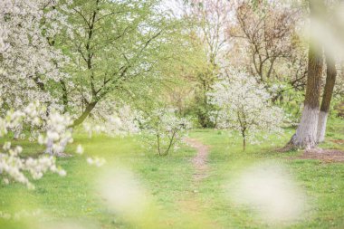 Çiçekli bir bahar bahçesinde bir patika