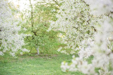 İlkbahar çiçek açan elma ve kiraz ağaçları beyaz yeşil