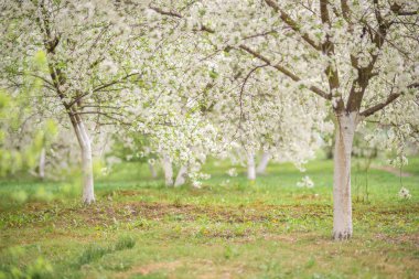 Çiçekli bir bahar bahçesinde bir patika