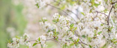 Pankart için güzel bir bahar arkaplanı, çiçek açan kirazlar ve elma ağaçları olan kartpostallar. Hassas renk beyaz ve yeşil