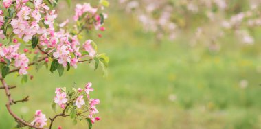 Bulanık yeşil arka planda pembe elma çiçekleri. Bahar arka planı. Çiçek açan bahçe..