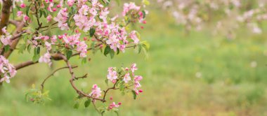 Bulanık yeşil arka planda pembe elma çiçekleri. Bahar arka planı. Çiçek açan bahçe..