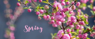 Bahar parkta Blooming sakura ağacı. Çiçek, pembe çiçekler kiraz ağacı