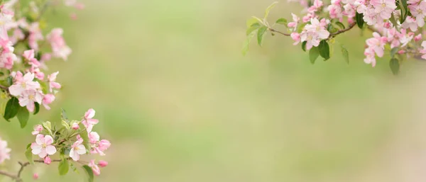 Bulanık yeşil arka planda pembe elma çiçekleri. Bahar arka planı. Çiçek açan bahçe..
