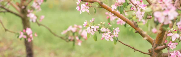 Pink Apple blossoms on a background of blurred green. Spring background. Blossoming garden. — Stock Photo, Image