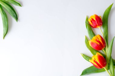 Beyaz arka planda sarı laleler.