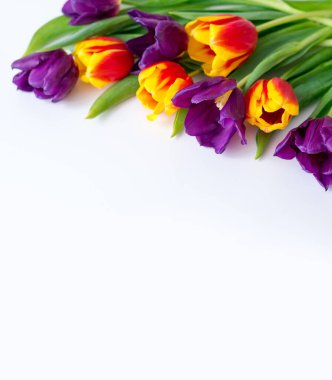 Beyaz arkaplanda sarı mor laleler. Tebrik kartı için metin yeri içeren çerçeve.