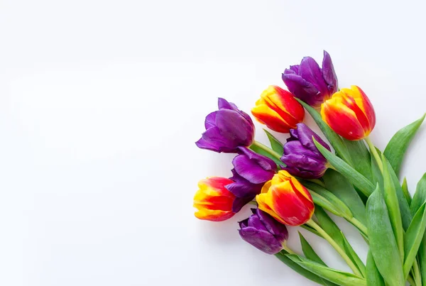tulips yellow red purple on a white background. Frame for greeting card with place for text.