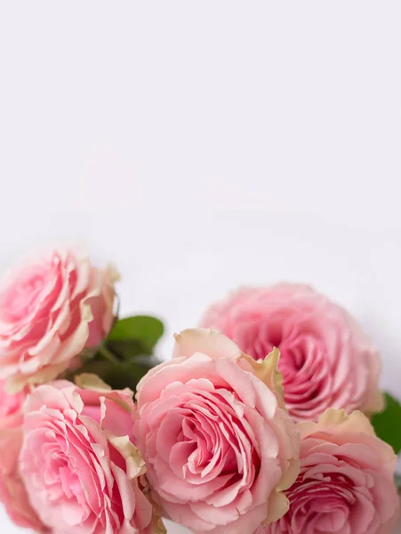 Marco Flores Estandarte Delicada Tarjeta Con Rosas Rosadas Sobre Fondo — Foto de Stock