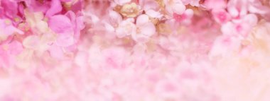 Çiçek arkaplan. Narin pembe çiçekli bayrak.