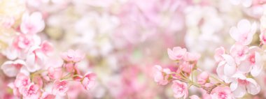 Çiçek arkaplan. Narin pembe çiçekli bayrak.