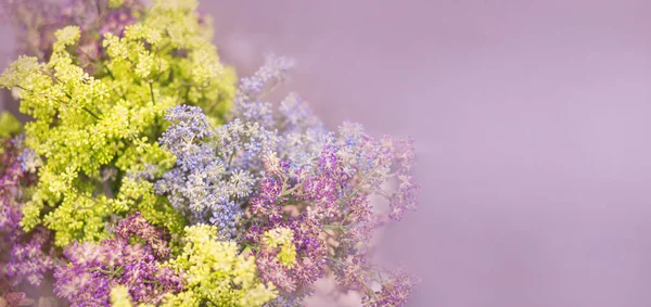 Lila Bloemen Bloeien Tak Panorama Groet Cadeau Kaart Achtergrond Getinte — Stockfoto