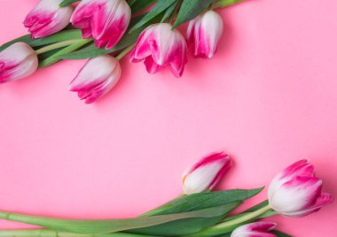 Pembe arka planda laleler, mesaj için yer var. Çiçeklerle pembe arkaplan