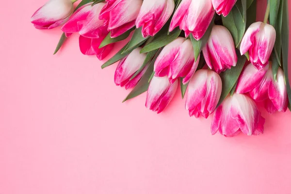 Pembe arka planda pembe lale çiçeği ve metin için kopya alanı. Aşk, Uluslararası Kadınlar Günü, Anneler Günü ve Sevgililer Günü konsepti