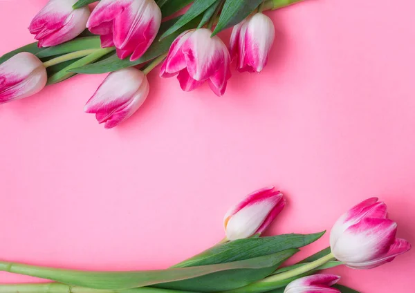 Pembe arka planda laleler, mesaj için yer var. Çiçeklerle pembe arkaplan