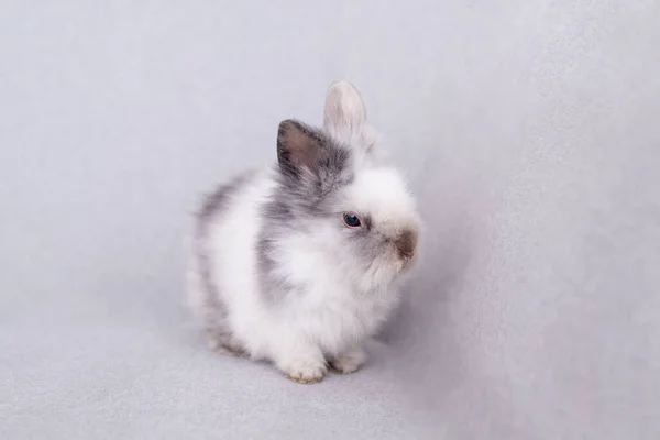White Fluffy Rabbit Gray Background — Stock Photo, Image