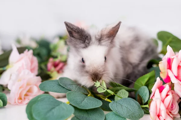 cute rabbit in flowers on a white background. Fluffy Easter Bunny.