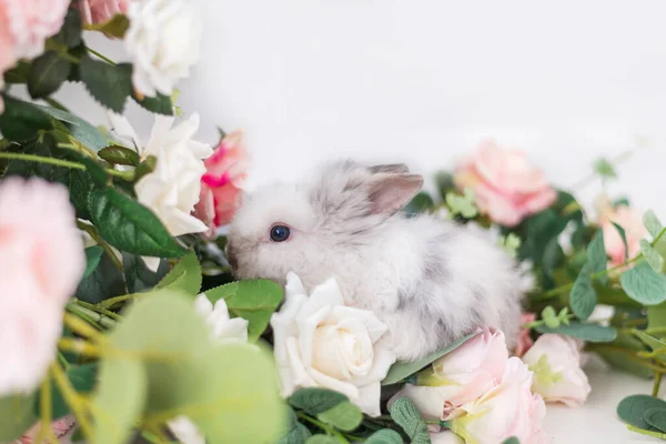 Coelho Bonito Flores Fundo Branco Coelhinho Páscoa Fofo — Fotografia de Stock