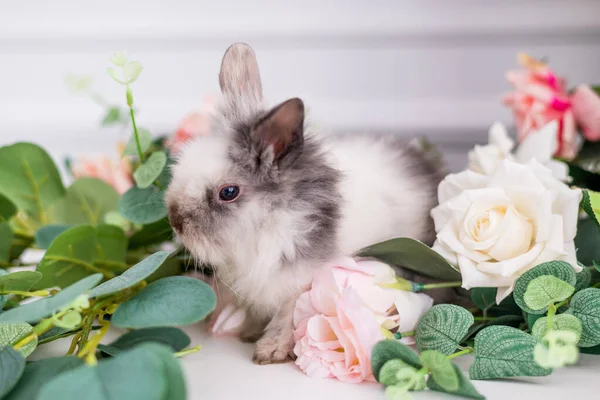 cute rabbit in flowers on a white background. Fluffy Easter Bunny.