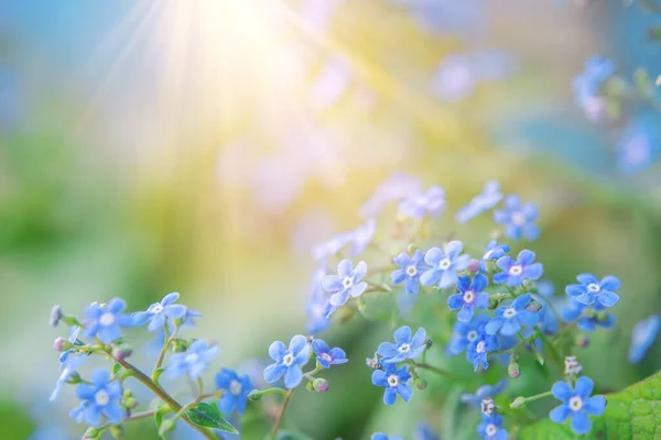 Fundo Verão Com Flores Azuis Esquecer Não Sol — Fotografia de Stock