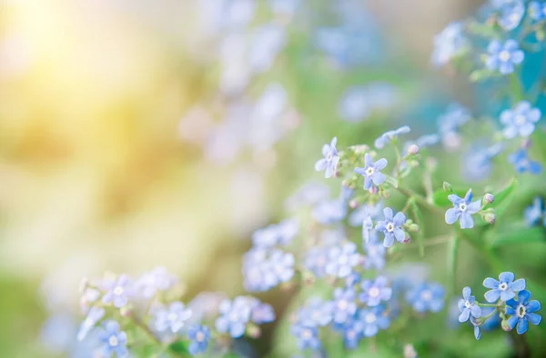 Fundo Verão Com Flores Azuis Esquecer Não Sol — Fotografia de Stock