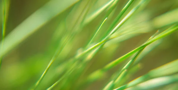 Leuchtend Lebendiges Grünes Gras Aus Nächster Nähe — Stockfoto