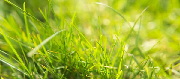 Grass Meadow Background Natural Header Banner Space Text — Stock Photo, Image