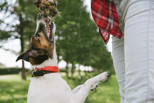 Persistencia Terrier Agarró Cuerda Colgó Cerca Imagen De Stock