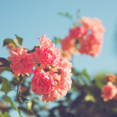 pembe gül vasıl belgili tanımlık park. yaz gecesi.