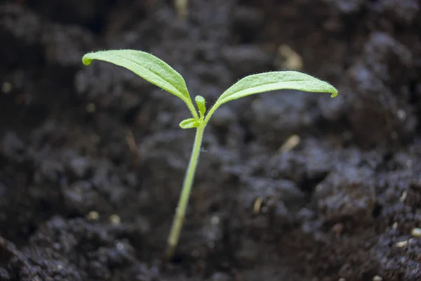 Een scheut tomaat die uit de grond komt. Planten voor zaailing. Een milieuvriendelijk product gevuld met vitaminen die door uw eigen handen worden gekweekt. Natuurlijke producten — Stockfoto