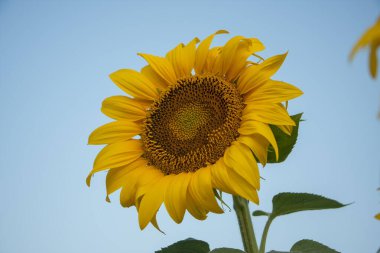 Yüksek kolej kültürünün yetişip mavi gökyüzü arka planına karşı bitkisel yağ ürettiği bir tarlada ayçiçeği şapkası. Köyde sabah manzarası var..