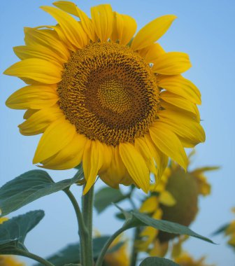 Yüksek kolej kültürünün yetişip mavi gökyüzü arka planına karşı bitkisel yağ ürettiği bir tarlada ayçiçeği şapkası. Köyde sabah manzarası var..