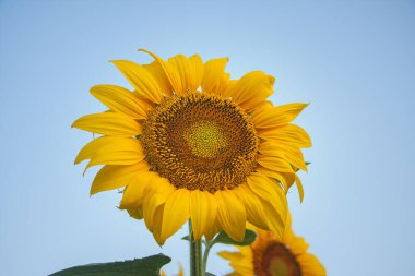Yüksek kolej kültürünün yetişip mavi gökyüzü arka planına karşı bitkisel yağ ürettiği bir tarlada ayçiçeği şapkası. Köyde sabah manzarası var..